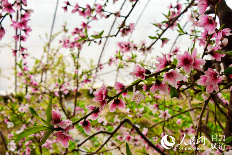 甘肅瓜州：灼灼桃花扮靚生態(tài) 特色產(chǎn)業(yè)助農(nóng)增收