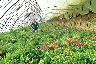 臨夏市折橋鎮(zhèn)四季青種植養(yǎng)殖合作社現(xiàn)有溫棚21座