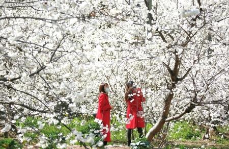 隴南武都區(qū)城關鎮(zhèn)石家莊千畝櫻桃花競相開放（圖）