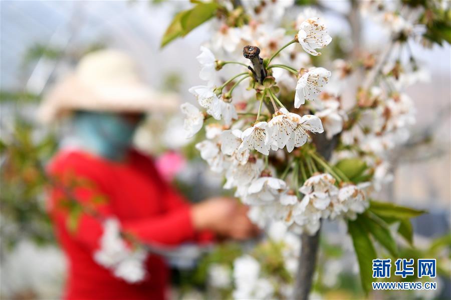 甘肅天水：致富產(chǎn)業(yè)助農(nóng)民家門口就業(yè)增收