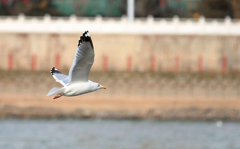 【春暖花開(kāi)】黃河蘭州段：水鳥翔舞水云間