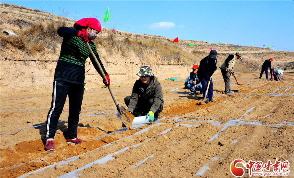 隴西縣多措并舉推進(jìn)2萬畝中藥材綠色標(biāo)準(zhǔn)化藥源基地建設(shè)（圖）