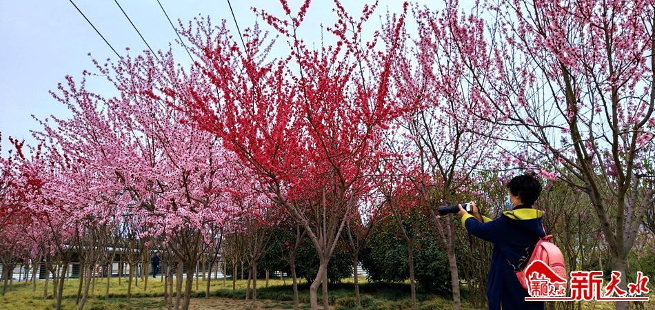 天水湖:春花爛漫春意濃