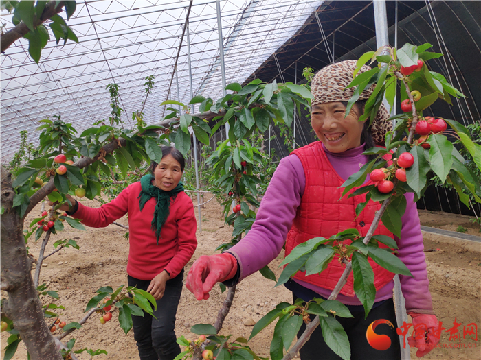 【甘肅省決戰(zhàn)決勝脫貧攻堅】櫻桃紅了 天水甘谷農(nóng)民日子美了