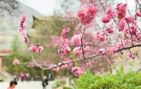 【走遍甘肅】金城之春（圖）