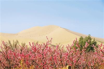 鳴沙山下桃花開(kāi) 鄉(xiāng)村振興畫卷美