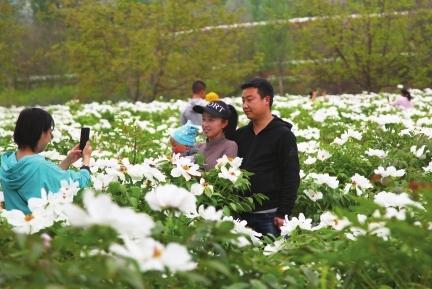 隴南成縣西狹頌景區(qū)沿線油用牡丹爭相綻放