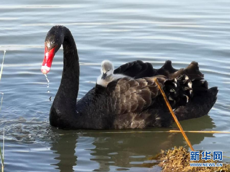 萌化了！黑天鵝寶寶出窩“游湖”