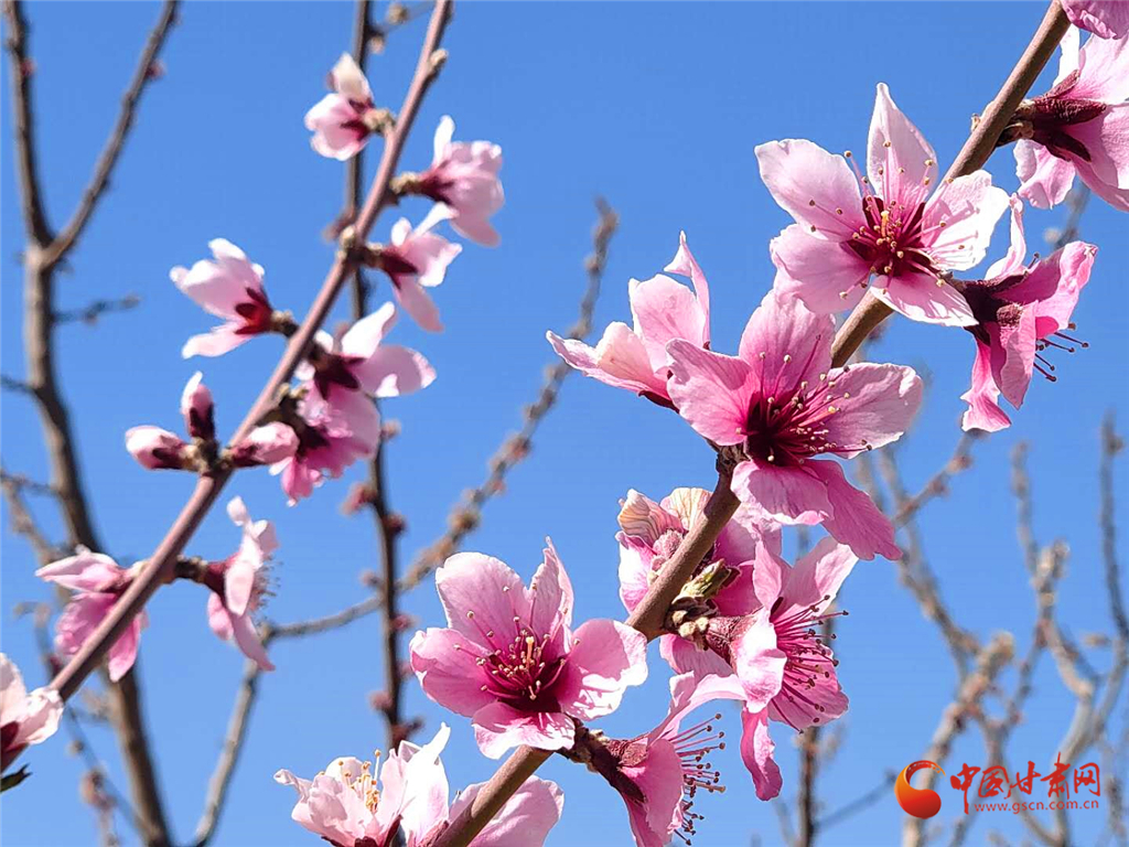 最美涼州四月天 桃花兒紅來杏花兒白（組圖）