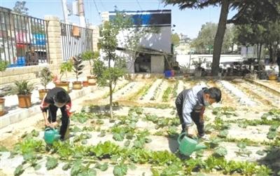 蘭州五星坪小學(xué)：校園“開心農(nóng)場” 體驗種植快樂