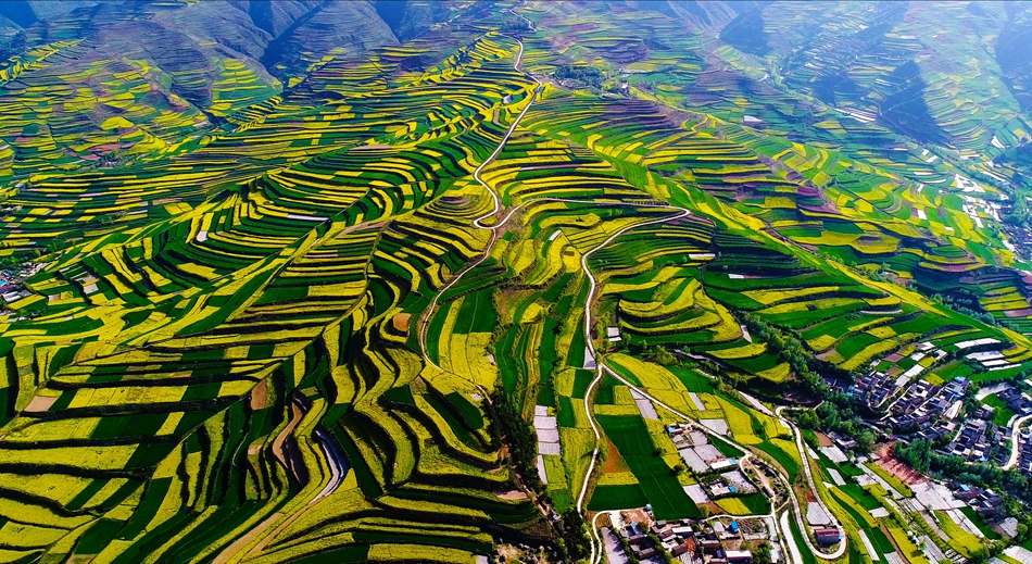 武山縣以花為媒推動農(nóng)旅融合發(fā)展