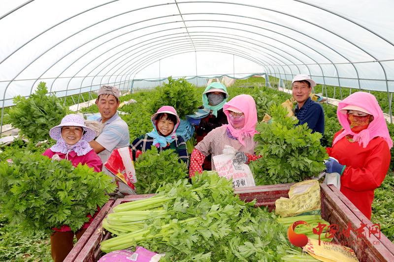 臨澤蓼泉鎮(zhèn)：村美民樂產(chǎn)業(yè)興