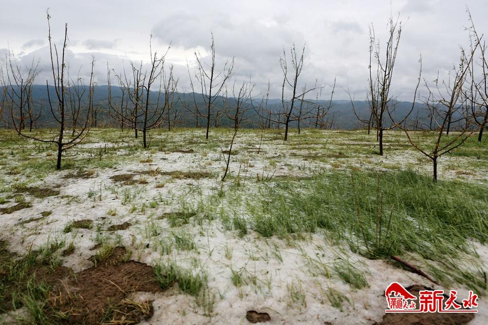 王銳在秦州區(qū)調研雹災情況 現(xiàn)場指導抗災救災工作