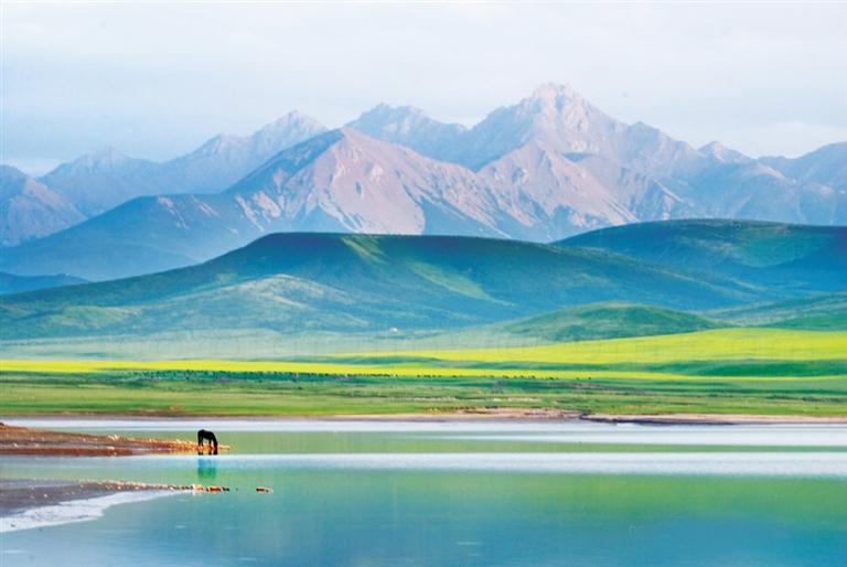 張掖：夏日塔拉草原策馬黃金牧場,自有清風(fēng)徐來