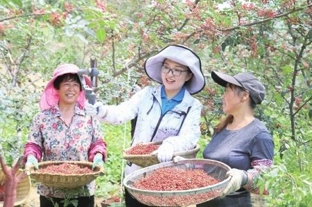 隴南武都：百萬畝花椒豐收 直播銷售助農(nóng)增收