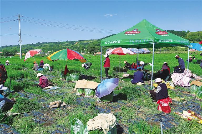 臨夏縣尹集鎮(zhèn)大灘澗村河州田園農(nóng)民種植專業(yè)合作社的社員采挖香蔥