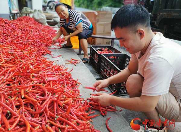 文縣大盤峪村：找準(zhǔn)產(chǎn)業(yè)扶貧路子  打贏脫貧攻堅(jiān)戰(zhàn)役