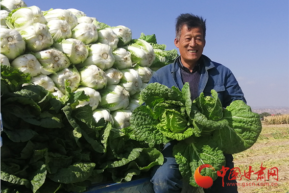 靖遠：秋菜收 菜農(nóng)樂