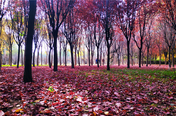 【“醉”美深秋 】深秋，請(qǐng)到蘭州這片紅葉林里走走