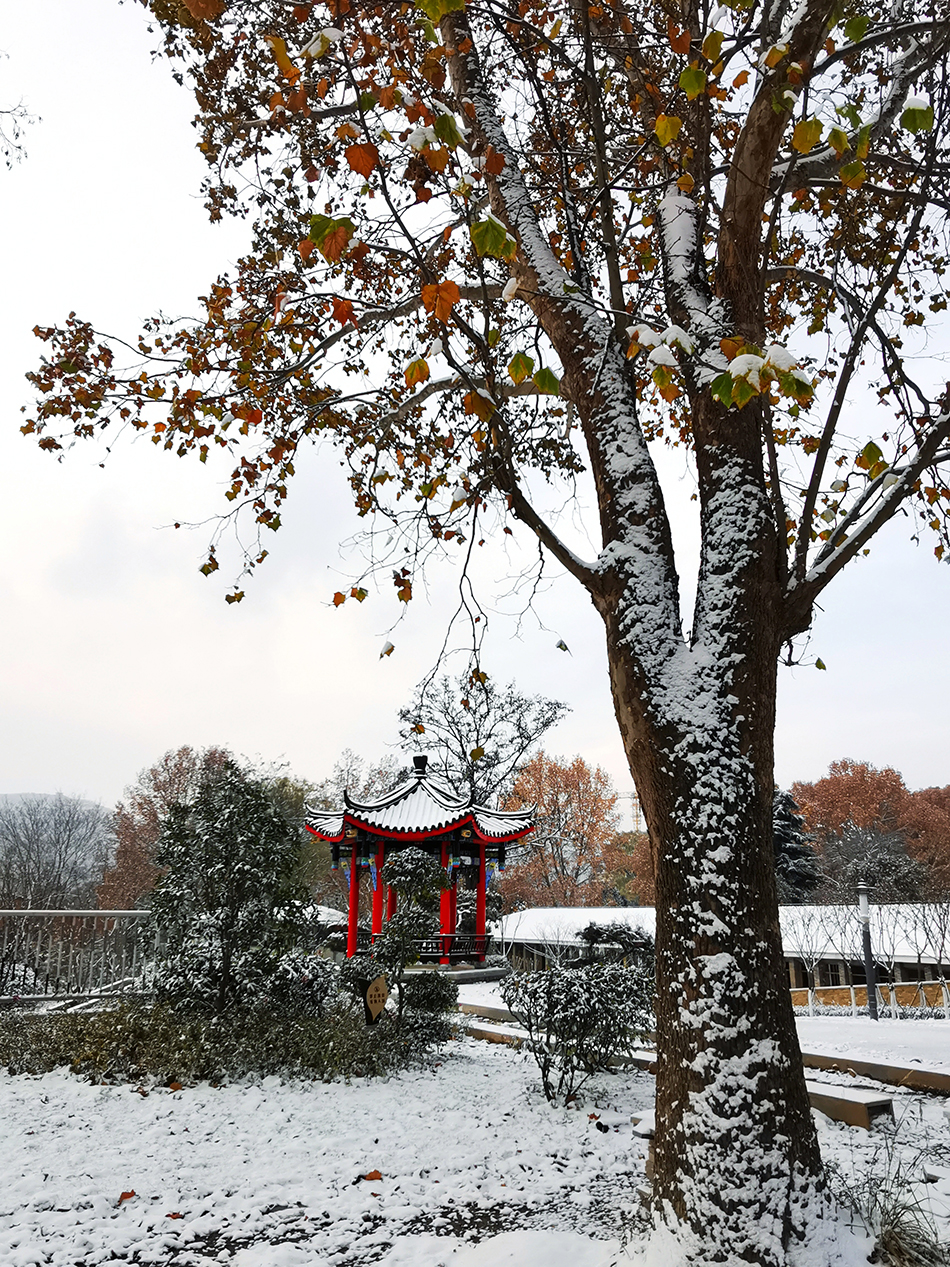 高清大圖|天水弘文園初雪，你喜歡嗎？