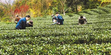 隴南康縣茶農(nóng)正忙著給茶園修剪