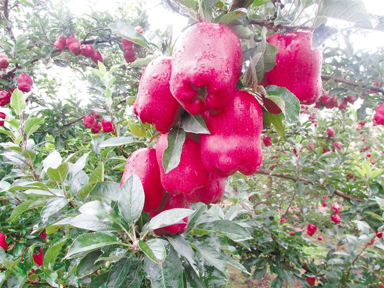 我和我的家鄉(xiāng)丨天水麥積區(qū)白家河村：紅果果變身“金果果”