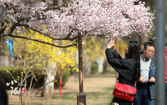 【小隴畫報·111期】三月芳菲始 金城春正好（視頻）