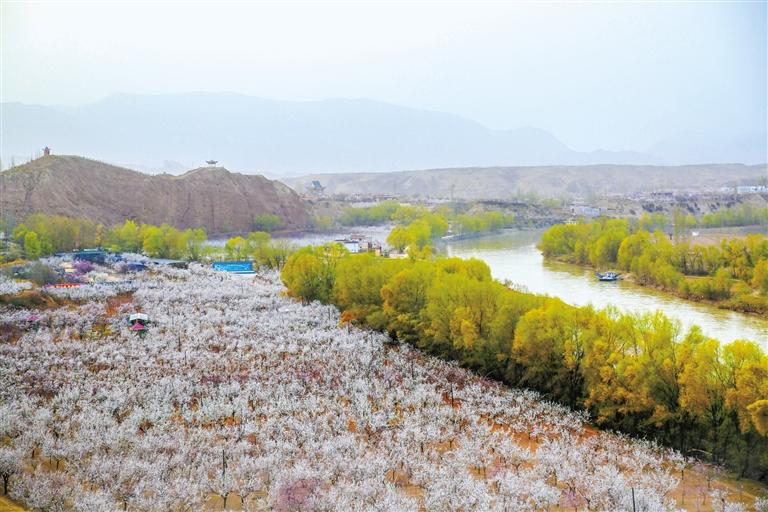 甘肅旅游丨唐汪杏花開 楚楚等君來 在這里賞花看丹霞，美哉！