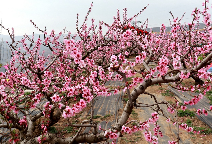 天水秦安桃花會(huì)4月12日開(kāi)園 “碼上游”也精彩