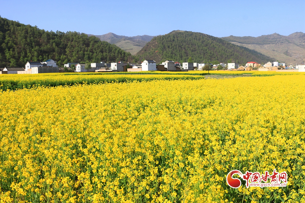 【隴拍客】岷縣十里鎮(zhèn)：油菜花開惹人醉