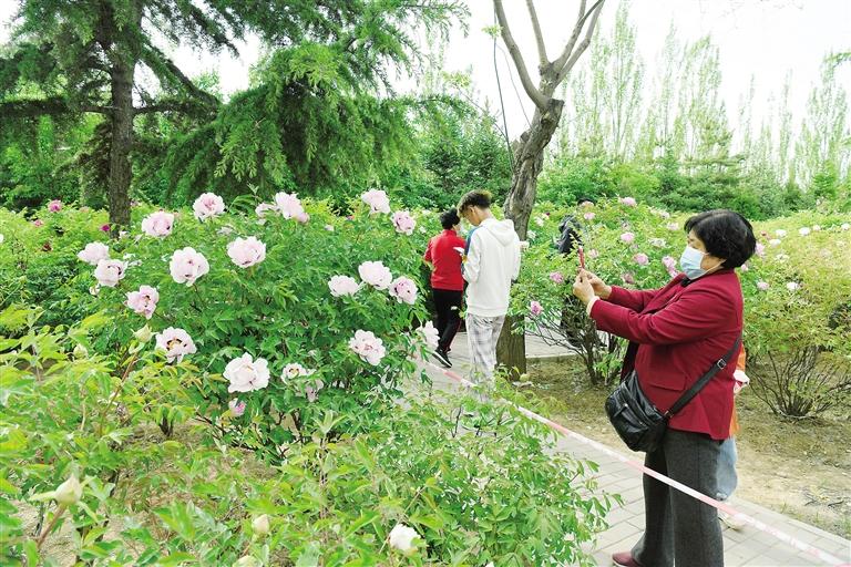 臨夏市北濱河路60里牡丹長廊里不同品種、顏色各異的牡丹花爭奇斗艷