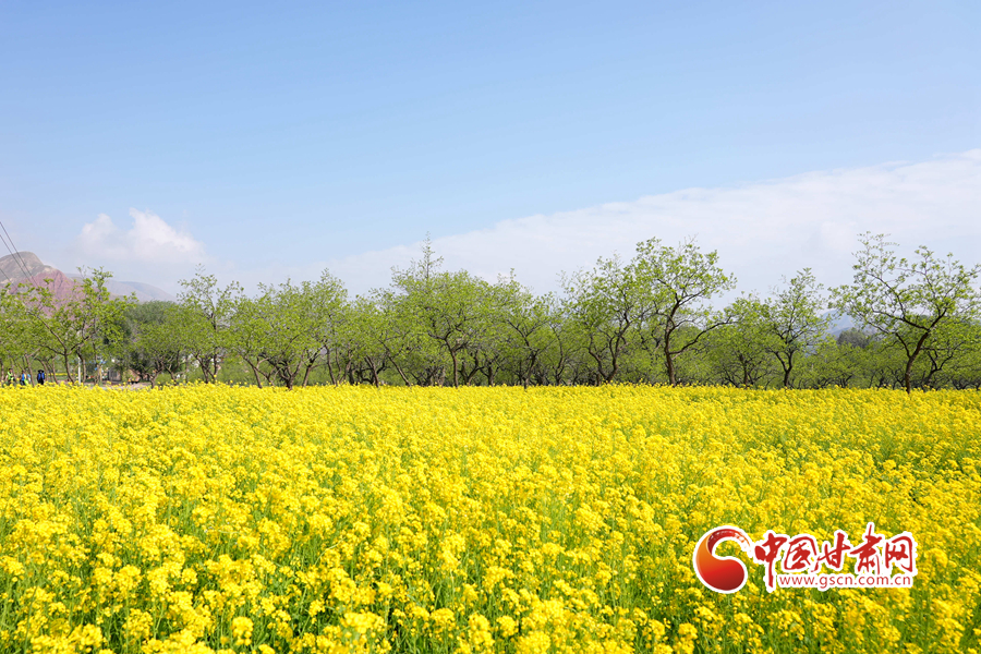 【隴拍客】臨夏永靖：油菜花開 遍地金黃好風(fēng)光