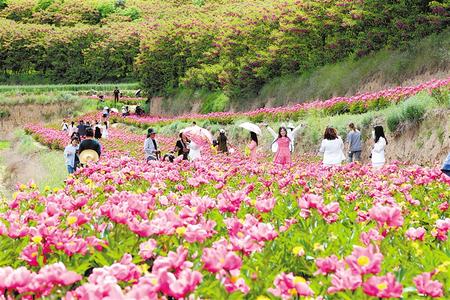 西和縣十里鎮(zhèn)土橋村的芍藥花基地