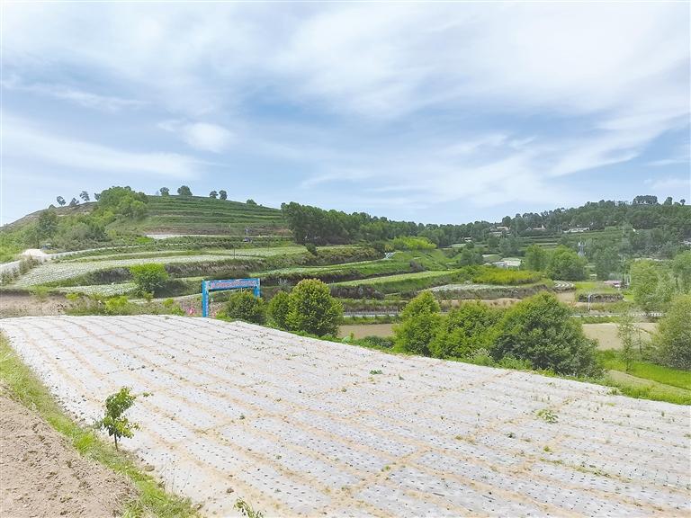 臨夏州鄉(xiāng)村振興示范村上王家村——充滿希望的田野