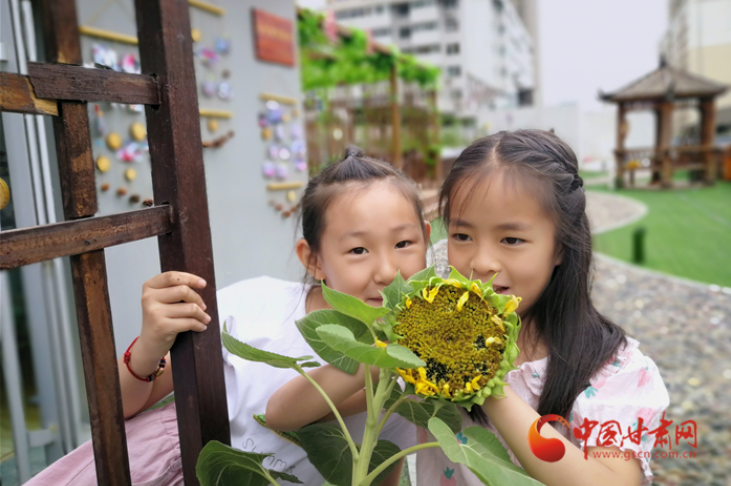 蘭州：社區(qū)小菜園豐收了 這些果實都可帶回家 