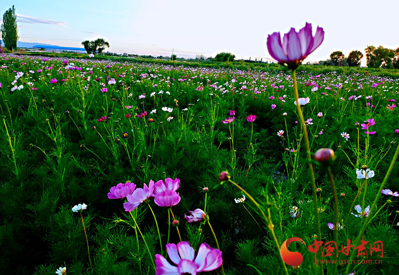 【小康圓夢·看甘肅】瓜州：花卉盛開景似海 特色小鎮(zhèn)產(chǎn)業(yè)興