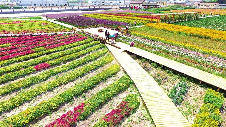 臨夏市折橋鎮(zhèn)河州花之約花卉博覽園花卉次第盛開