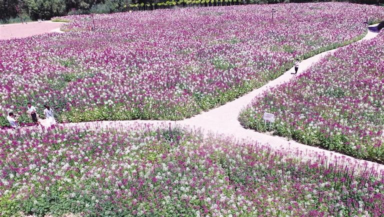 臨夏州永靖縣劉家峽鎮(zhèn)黃河岸邊各類(lèi)花卉競(jìng)相綻放