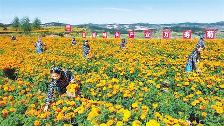 天水清水縣松樹鎮(zhèn)3000畝萬壽菊進(jìn)入盛花期