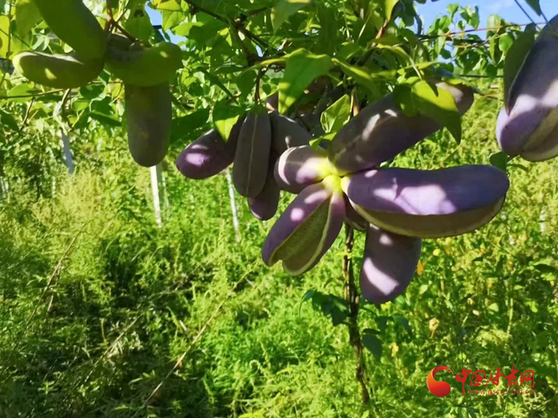 【小康圓夢(mèng)·看甘肅】康縣岸門口鎮(zhèn)：八月瓜“炸”來了新生活