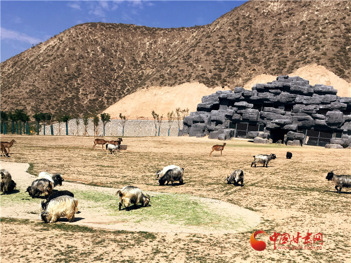 蘭州野生動(dòng)物園迎來首批體驗(yàn)游客 全程乘坐小火車近距離接觸小動(dòng)物