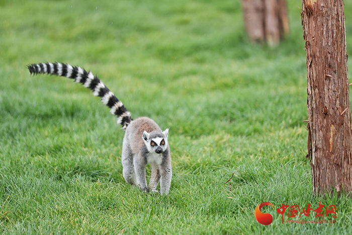 蘭州野生動(dòng)物園今日開園 記者帶您搶先體驗(yàn)