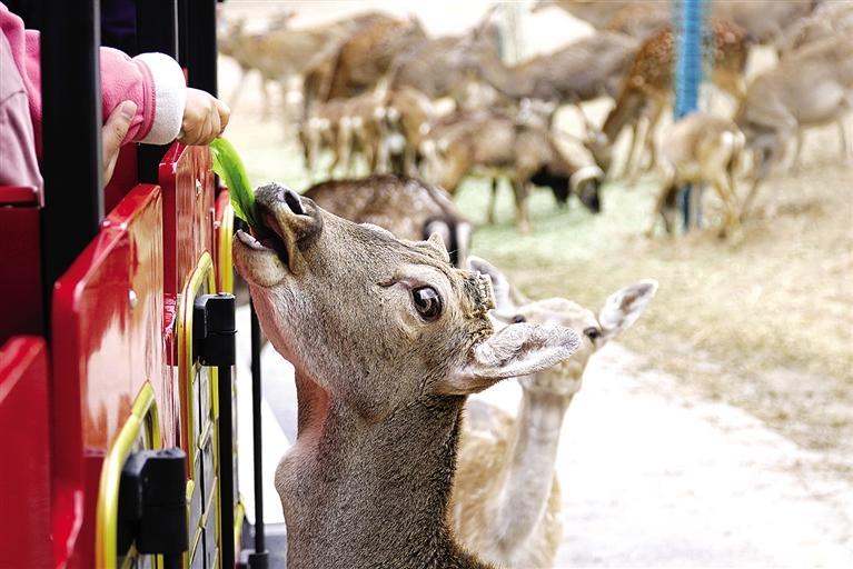 蘭州野生動物園試開園優(yōu)惠期門票68元