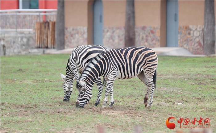 試開園以來蘭州野生動物園已接待游客達15萬人次