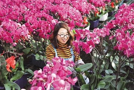 甘肅省定西市臨洮縣各花卉基地的蝴蝶蘭競(jìng)相綻放