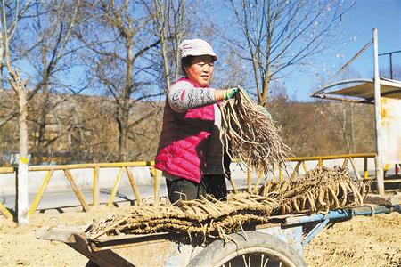 定西市漳縣四族鎮(zhèn)農民在晾曬黨參