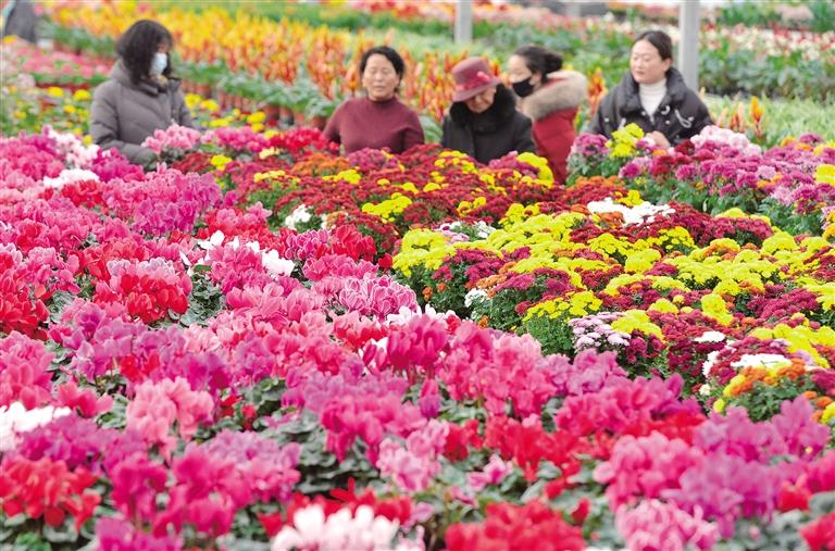 臨夏州各大花卉市場鮮花產(chǎn)銷兩旺