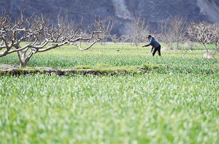 隴南市武都區(qū)漢王鎮(zhèn)農(nóng)民在田間忙碌