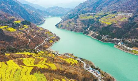 隴南文縣碧口鎮(zhèn)境內(nèi)大片的油菜花次第綻放