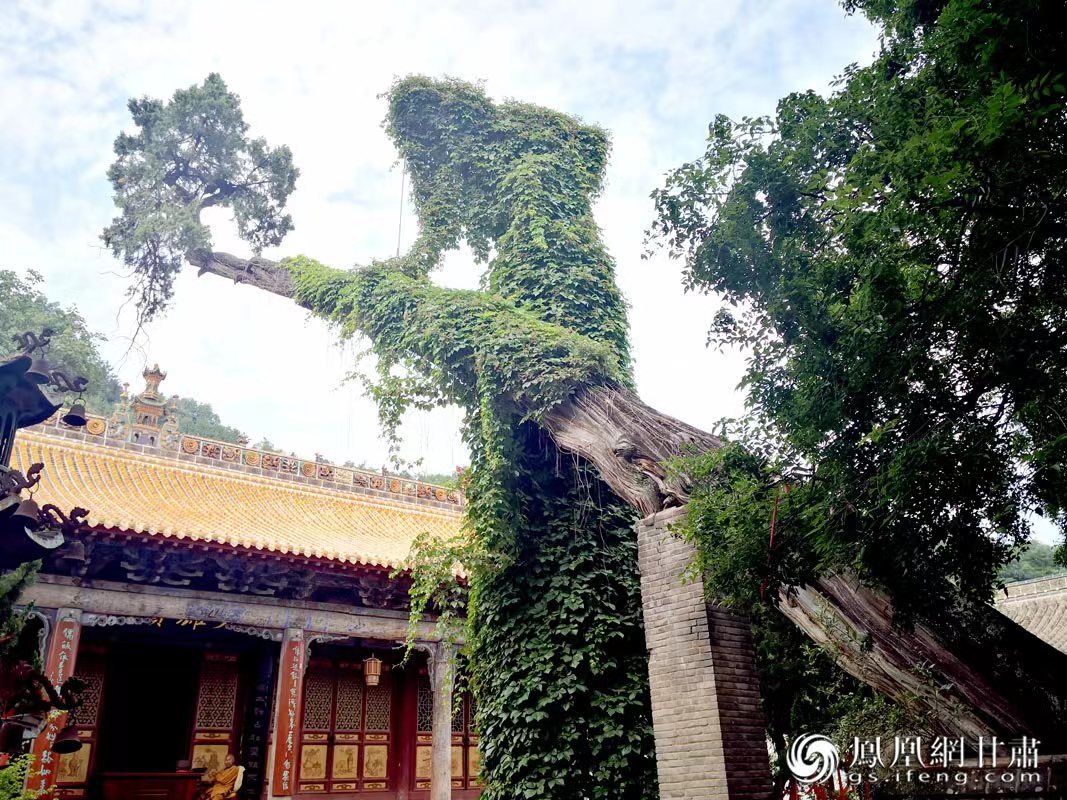 “山頭南郭寺，水號北流泉。老樹空庭得，清渠一邑傳。”杜甫詩中的“老樹”，指的就是這株春秋古柏，為南郭寺的“鎮(zhèn)寺之寶”。胡江 攝